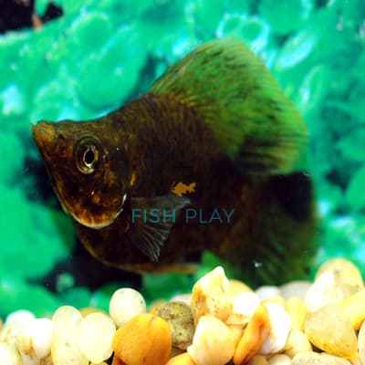 CHOCOLATE BALLOON MOLLY (8PCS)