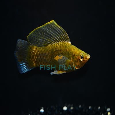 CHOCOLATE MOLLY (10PCS)