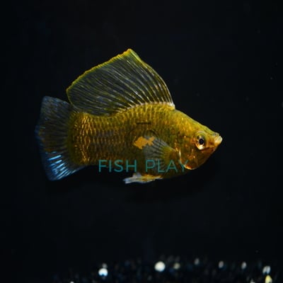 CHOCOLATE MOLLY (10PCS)