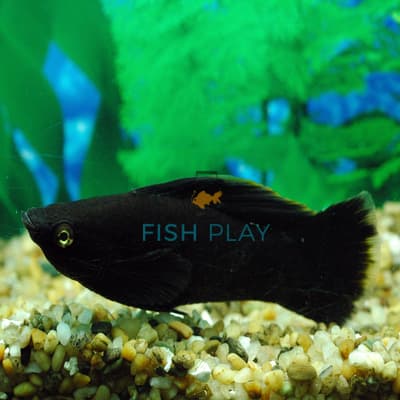 CHOCOLATE SAIL-FIN (MALE)