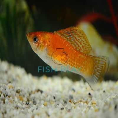 COPPER MOLLY (10PCS)