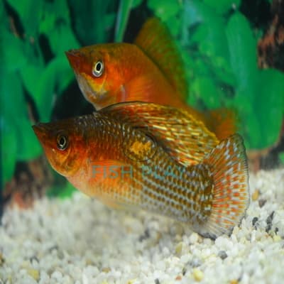 COPPER MOLLY (5 PRS)