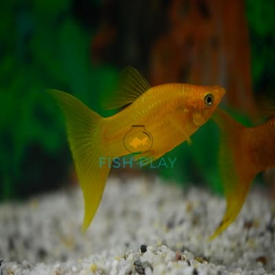 GOLD DIAMOND LYRETAIL MOLLY (10PCS)