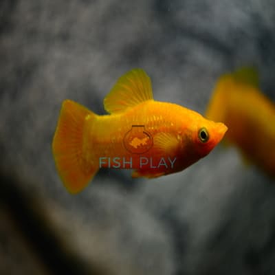 GOLD DIAMOND MOLLY (10PCS)