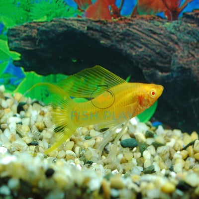 GOLD LYRETAIL MOLLY (10PCS)