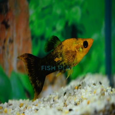 GOLD TUXEDO LYRETAIL MOLLY (10PCS)