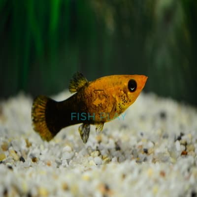 GOLD TUXEDO MOLLY (10PCS)