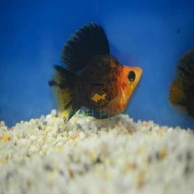 GOLDEN HEAD BALLOON LYRETAIL