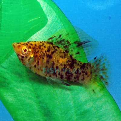 GOLDEN LEOPARD MOLLY (10PCS)