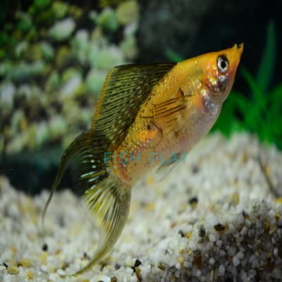 GOLDEN MARBLE LYRETAIL