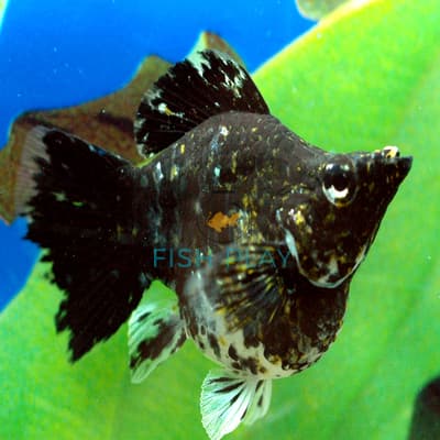 MARBLE BALLOON MOLLY (10PCS)