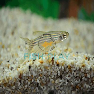 Zebra Danio Long Fin (10pcs)