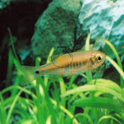 Banded Danio(10pcs)