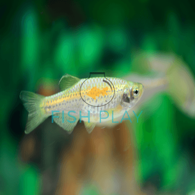 Leopard Danio (10pcs)