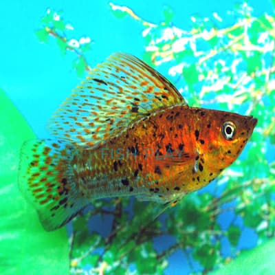 MARBLE COPPER MOLLY (10PCS)