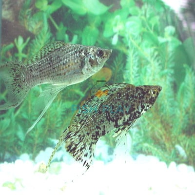 MARBLE GREEN SF LYRETAIL (PRS)