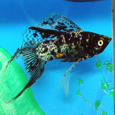 MARBLE LYRETAIL MOLLY (10PCS)