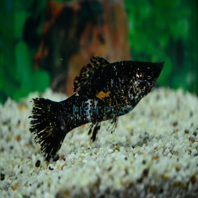 MARBLE MOLLY (10PCS)