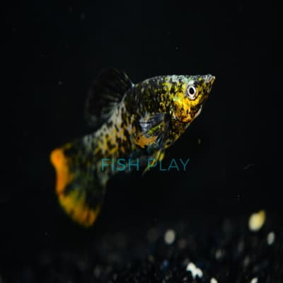 ORANGE TAIL MARBLE MOLLY (10PCS)