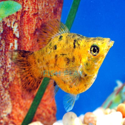 RED LEOPARD BALLOON MOLLY (10PCS)