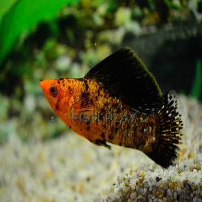 RED LEOPARD SF MOLLY (MALE) (5PCS)