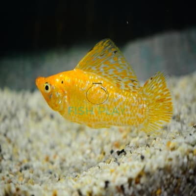 RED SPOTTED SILVER MOLLY (10PCS)