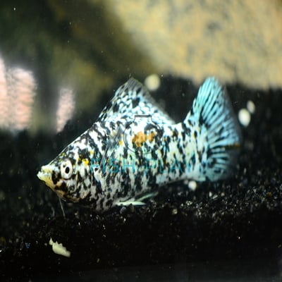 SILVER MARBLE MOLLY (10PCS)