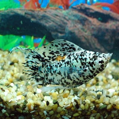 SILVER MARBLE SAIL-FIN LYRETAIL (10PCS)