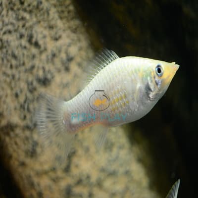 SILVER MOLLY (10PCS)