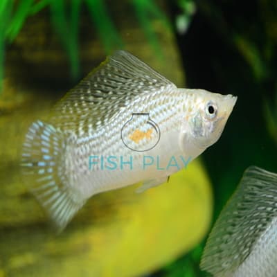 SILVER SAIL-FIN MOLLY (5PCS)