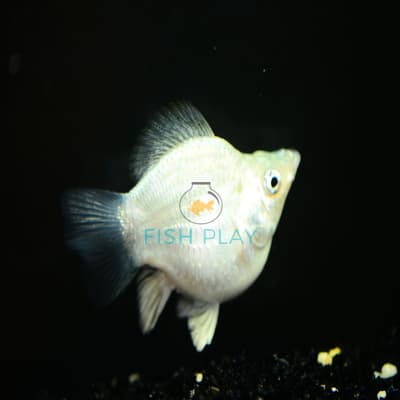 SLIVER BALLOON MOLLY (10PCS)