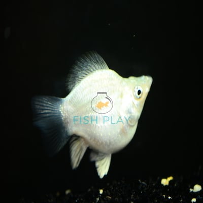 SLIVER BALLOON MOLLY (10PCS)