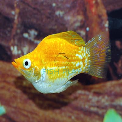 WHITE BELLY SAFFRON BALLOON (10PCS)