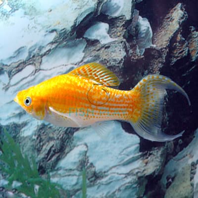 WHITE BELLY SAFFRON LYRETAIL (10PCS)