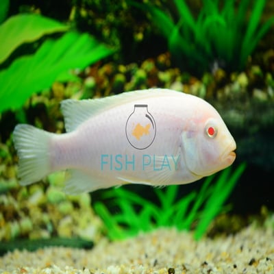 Albino Cobalt Cichlid