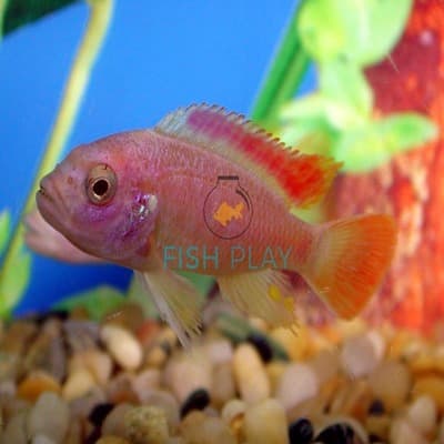 Albino Red Top Ice Blue Cichlid