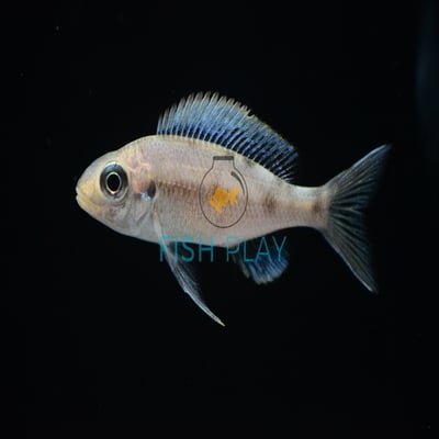 Blue Gold-tip Cichlid