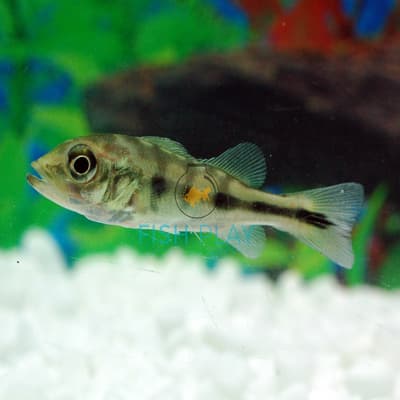Cichla Ocellaris