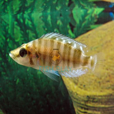 Compressicsps Lamprologus