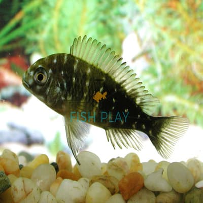 Duboisi Tropheus 3.5cm