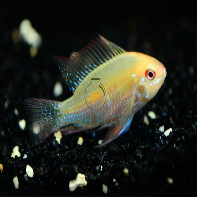 Dwarf Cichlid