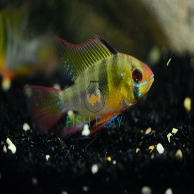 Dwarf Cichlid (5pcs)