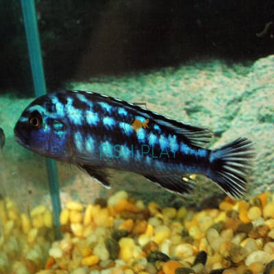 Electric Blue Johanni