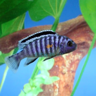 Elongatus Cichlid