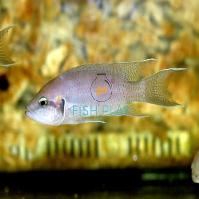Fairy Cichlid