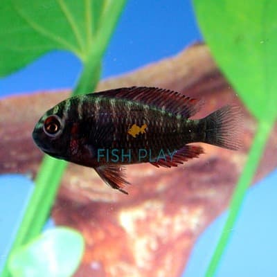 Fire Cracker Tropheus 3.5cm
