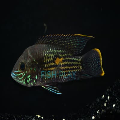 Gold Sum Cichlid