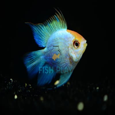Golden Head Electric Blue Ram(5pcs)