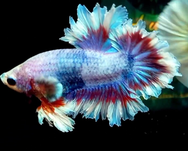 Hmpk king fetahertail