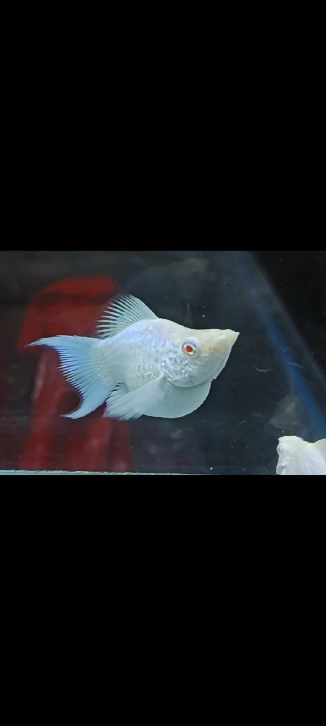 Molly platinum red eye